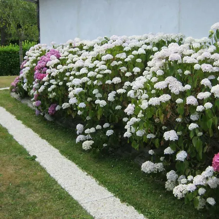 Des Pins Penches Holiday home *